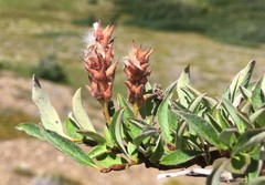 Salix cascadensis
