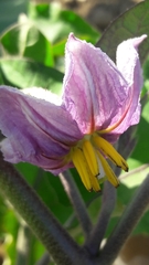 Solanum melongena