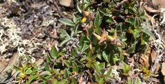 Salix cascadensis