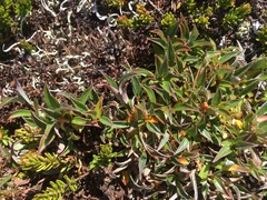 Salix cascadensis