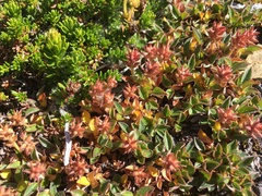 Salix cascadensis