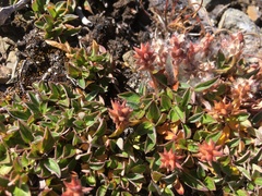 Salix cascadensis