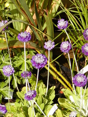 Primula capitata