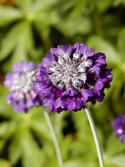 Primula capitata