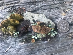 Trichaptum laricinum