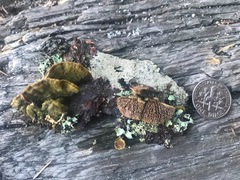 Trichaptum laricinum