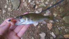 Micropterus punctulatus