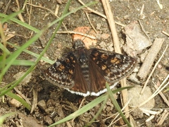 Erynnis pacuvius