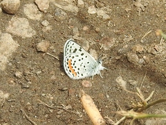 Euphilotes ancilla