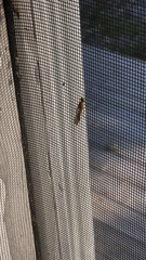 Ptecticus trivittatus