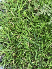 Urochloa subquadripara