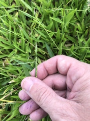 Urochloa subquadripara