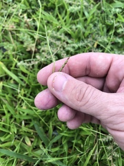 Urochloa subquadripara