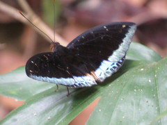 Lexias pardalis dirteana