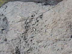 Ephydra