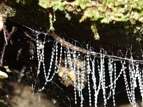 New Zealand Glowworm photo 4