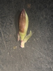 Urochloa subquadripara