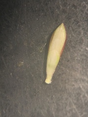 Urochloa subquadripara