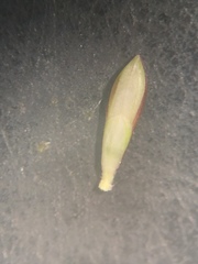 Urochloa subquadripara