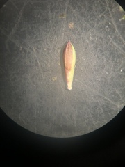 Urochloa subquadripara