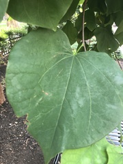 Cercis canadensis
