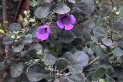 Prostanthera rotundifolia