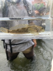 Cottus beldingii
