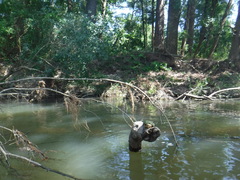 Sternotherus intermedius