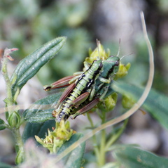 Epipodisma pedemontana
