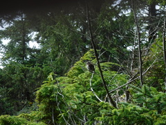Glaucidium gnoma swarthi