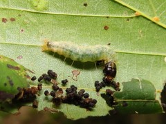 Pantographa limata