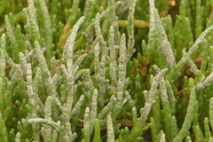 Salicornia perennis