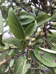 Malus sargentii