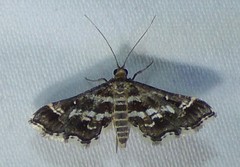 Diasemiopsis leodocusalis