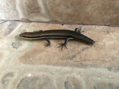 Marisora aquilonaria