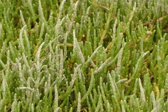 Salicornia perennis