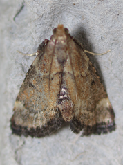 Hypsopygia phoezalis