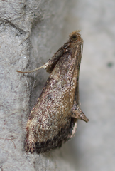 Hypsopygia phoezalis