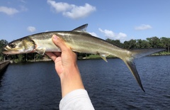 Ladyfish photo 3