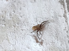 Thomisidae