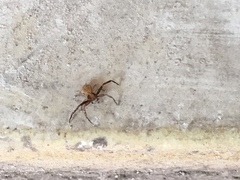 Thomisidae