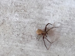 Thomisidae