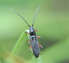 Stenosphenus sobrius