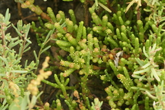 Salicornia perennis