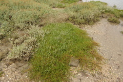 Salicornia perennis