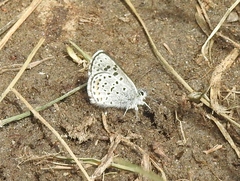 Euphilotes ancilla