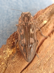 Chalcophora hondurasica