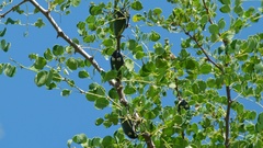Sternocera orissa orissa