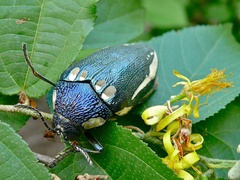 Sternocera orissa orissa