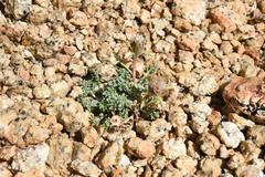 Chaenactis douglasii alpina